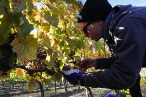 Male picking wine grapes